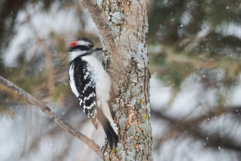 Rage, fury, downy woodpecker, Wisconsin.. 2019.